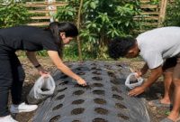 Dari kebun jagung hingga kandang ayam, Orang Muda Katolik (OMK) Pax Christi di Mbau Muku, Kabupaten Manggarai, Nusa Tenggara Timur (NTT), mulai membangun pola usaha pertanian dan peternakan yang saling terhubung. (Foto: Doc.Selvianus Hadun)