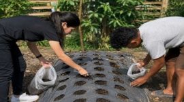 Dari kebun jagung hingga kandang ayam, Orang Muda Katolik (OMK) Pax Christi di Mbau Muku, Kabupaten Manggarai, Nusa Tenggara Timur (NTT), mulai membangun pola usaha pertanian dan peternakan yang saling terhubung. (Foto: Doc.Selvianus Hadun)